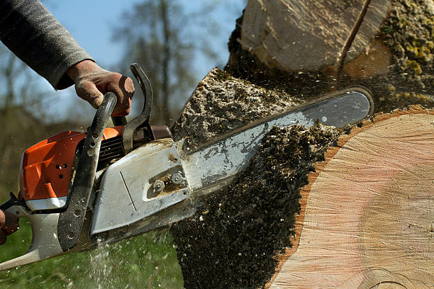 How Our Tree Care Process Works  in  Rutledge, TN